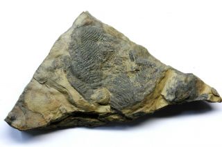 Rare Cruziana Pectinata Nevada Pre - Trilobite Arthropod Burrow Large