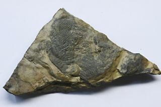 Rare Cruziana pectinata Nevada Pre - Trilobite Arthropod Burrow Large 2