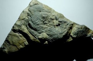 Rare Cruziana pectinata Nevada Pre - Trilobite Arthropod Burrow Large 3