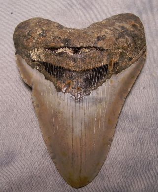 Xxl 4 3/8 " Megalodon Tooth Extinct Jaw Fossil Meg Shark Teeth Diver Megladon