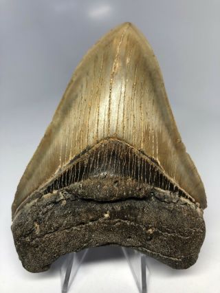 Megalodon Shark Tooth 4.  24” - Serrated - Fossil 4040