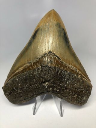 Megalodon Shark Tooth 5.  03” - - Wide - Real 4038
