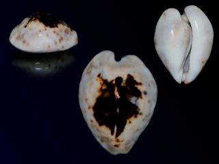 Seashell Cowrie Cypraea Teulerei Outstanding Dark Pattern Superba Dark 46.  2 Mm