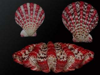 Seashell Gloripallium Maculosum Fantastic Specimen Rare Species 49.  1 Mm Gem