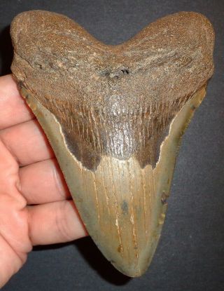 Very Large 4.  835 " Megalodon Shark Tooth Fossil From N.  Carolina Real Shark Tooth