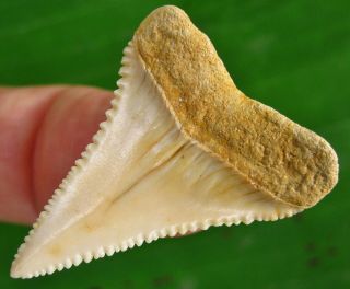 Razor Sharp Chilean Fossil Great White Shark Tooth Chile Not Megalodon Teeth