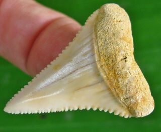 Razor Sharp CHILEAN Fossil Great White SHARK TOOTH Chile not Megalodon teeth 2