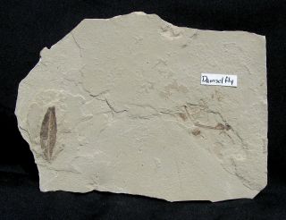 Extinctions - Detailed Leaf And Damselfly Insect Fossil - Rare Association