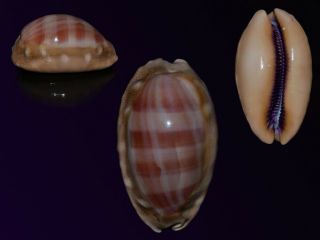 Seashell Cypraea Leviathan Bumped Specimen Fantastic Dark 65.  8 Mm