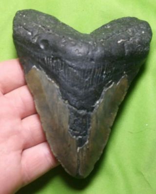 Huge " 5.  14 Megalodon Shark Tooth Teeth Extinct Fossil Meg Scuba Diver Direct 33