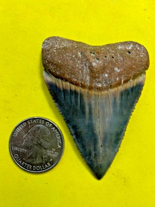 Great White Shark Tooth 2.  569 Inch Apex Artifacts