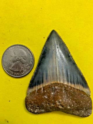 Great White Shark Tooth 2.  569 inch APEX ARTIFACTS 2