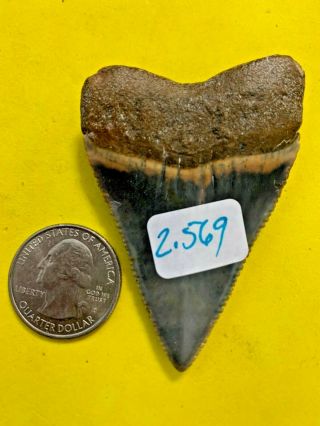 Great White Shark Tooth 2.  569 inch APEX ARTIFACTS 3