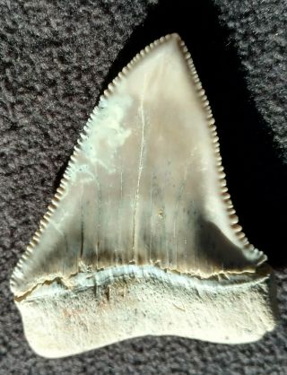 2.  25 Inch Great White Shark Tooth,  Miocene,  Santa Rosalia,  Baja Ca. ,  Mexico