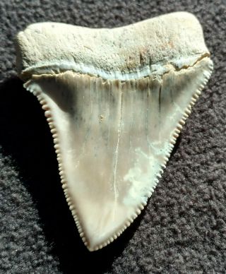 2.  25 Inch Great White Shark Tooth,  Miocene,  Santa Rosalia,  Baja Ca. ,  Mexico 2