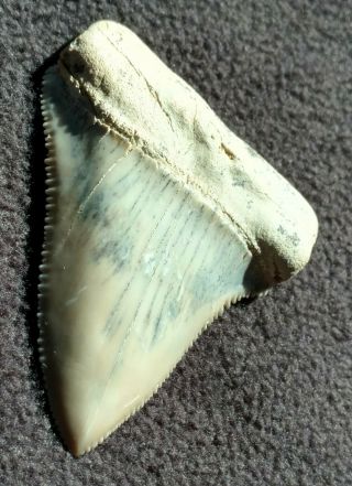 2.  25 Inch Great White Shark Tooth,  Miocene,  Santa Rosalia,  Baja Ca. ,  Mexico 3