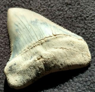 2.  25 Inch Great White Shark Tooth,  Miocene,  Santa Rosalia,  Baja Ca. ,  Mexico 4