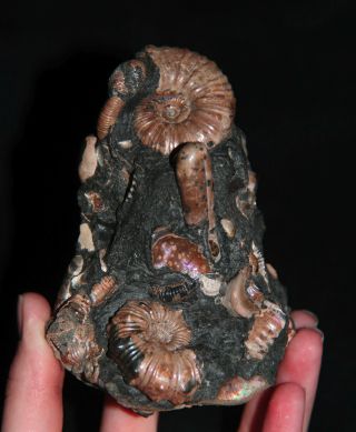 Ammonite Diadochoceras Nodosohoplites Ptychoceras Gastropod Fossil