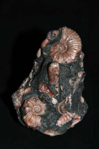 Ammonite Diadochoceras Nodosohoplites Ptychoceras Gastropod Fossil 2