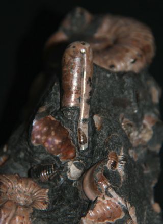 Ammonite Diadochoceras Nodosohoplites Ptychoceras Gastropod Fossil 3