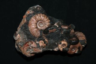 Ammonite Diadochoceras Nodosohoplites Ptychoceras Gastropod Fossil 4