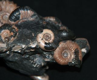 Ammonite Diadochoceras Nodosohoplites Ptychoceras Gastropod Fossil 5