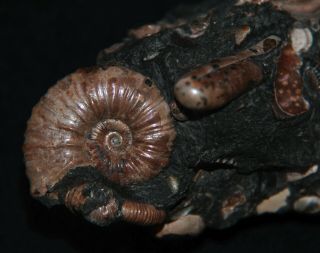 Ammonite Diadochoceras Nodosohoplites Ptychoceras Gastropod Fossil 6
