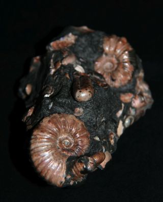 Ammonite Diadochoceras Nodosohoplites Ptychoceras Gastropod Fossil 7
