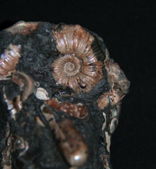 Ammonite Diadochoceras Nodosohoplites Ptychoceras Gastropod Fossil 8