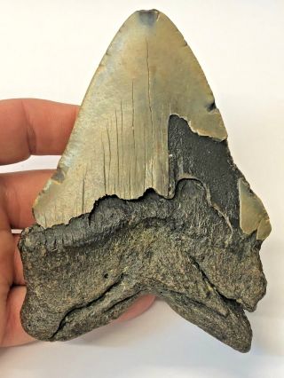 17 Huge 5 " Megalodon Giant Shark Tooth Teeth Extinct Fossil Megladon