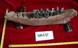 Wr64 Woolly Rhinoceros Jaw Bone Coelodonta Antiquitatis Dicerorhi Nusmerckii