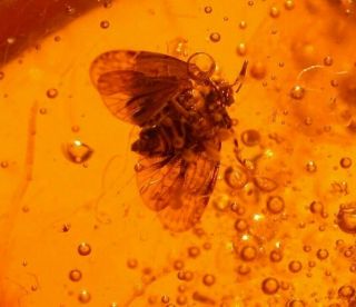 Very Rare Cicada With 6 Flies In Authentic Dominican Amber Fossil Gem