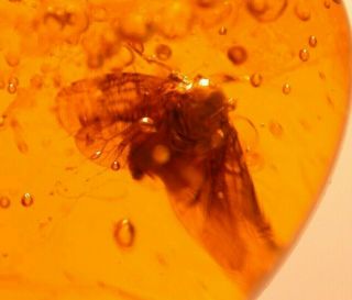 Very RARE Cicada with 6 Flies in Authentic Dominican Amber Fossil Gem 2