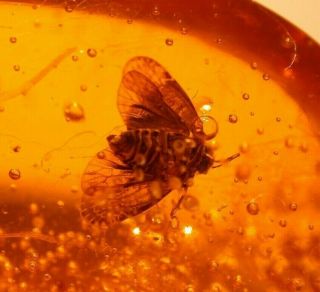 Very RARE Cicada with 6 Flies in Authentic Dominican Amber Fossil Gem 3