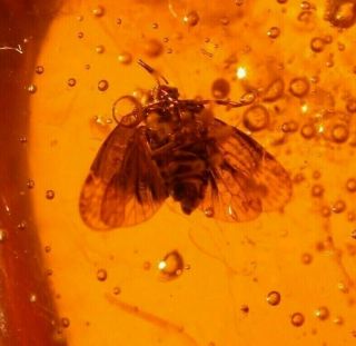 Very RARE Cicada with 6 Flies in Authentic Dominican Amber Fossil Gem 4