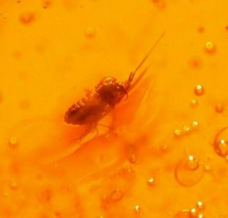 Very RARE Cicada with 6 Flies in Authentic Dominican Amber Fossil Gem 5