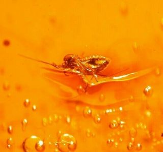 Very RARE Cicada with 6 Flies in Authentic Dominican Amber Fossil Gem 6