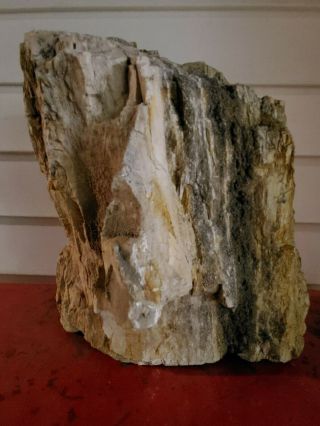 Large Petrified Wood Log 39.  2 Lb Collector Fossil