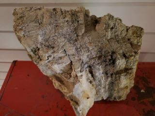 LARGE PETRIFIED WOOD LOG 39.  2 lb Collector Fossil 2