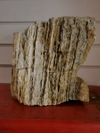 LARGE PETRIFIED WOOD LOG 39.  2 lb Collector Fossil 3