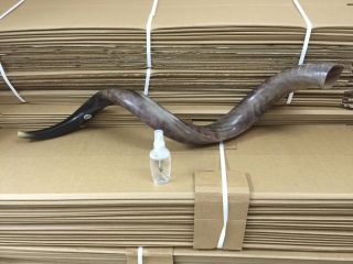 Kudu Yemenite Horn Shofar Kosher Full Polished Approx 42 " - 44 " Judaica Gift Spray