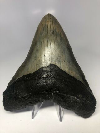 Megalodon Shark Tooth 5.  31” - Wide - Natural Fossil 4005
