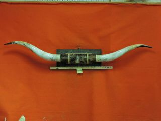 Bull Horns Steer Horn Cow Horn 7 Ft 0 In Mounted Huge Big Texas Longhorn 3594