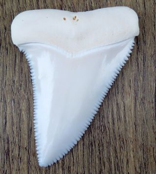2.  212 " Upper Nature Modern Great White Shark Tooth (teeth)