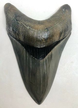 Large Museum Quality Lower Anterior Megalodon Fossil Shark Tooth Best Lower