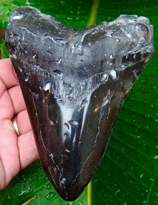 Megalodon Shark Tooth - 5 & 9/16 In.  Real Fossil Sharks Teeth - Jaw