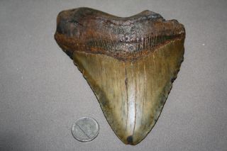 Megalodon Fossil Giant Shark Teeth All Natural Large 5.  56 " Huge Tooth
