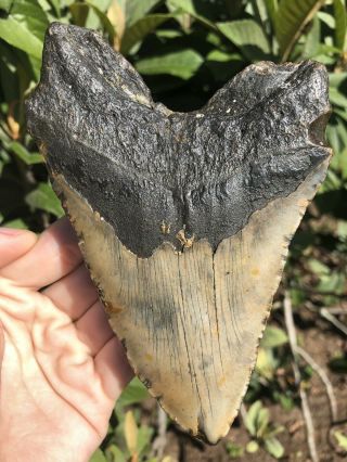 Huge 5.  55” Megalodon Tooth Fossil Shark Teeth Unrestored Natural
