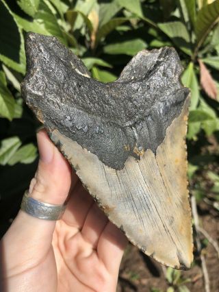 Huge 5.  55” Megalodon Tooth Fossil Shark Teeth Unrestored Natural 2