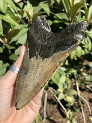 Huge 5.  55” Megalodon Tooth Fossil Shark Teeth Unrestored Natural 3
